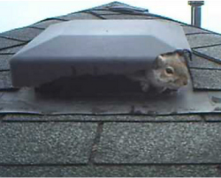 squirrel in vent